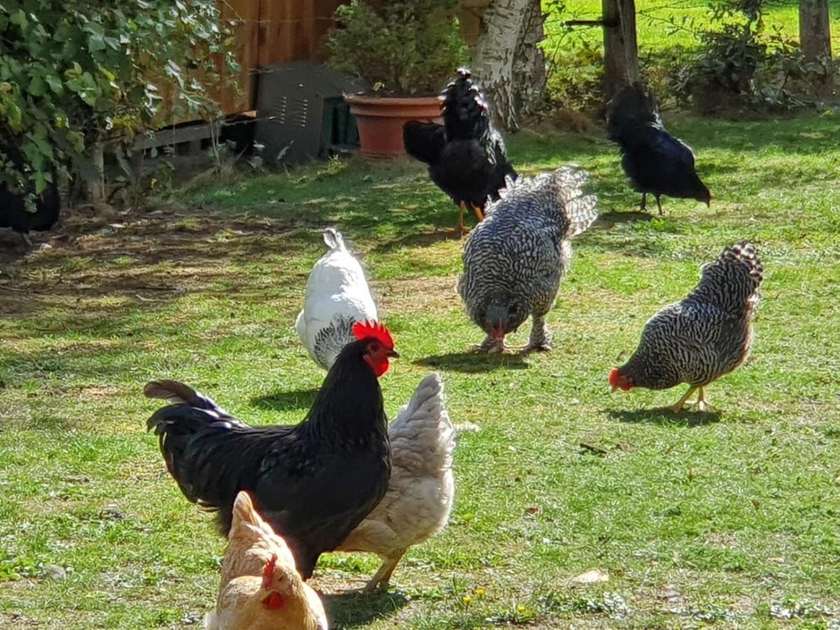 Thuers Im Busch - Upkammer - Ab 3 Naechte - Ferienwohnungen Mit Stil In Muenster Buitenkant foto